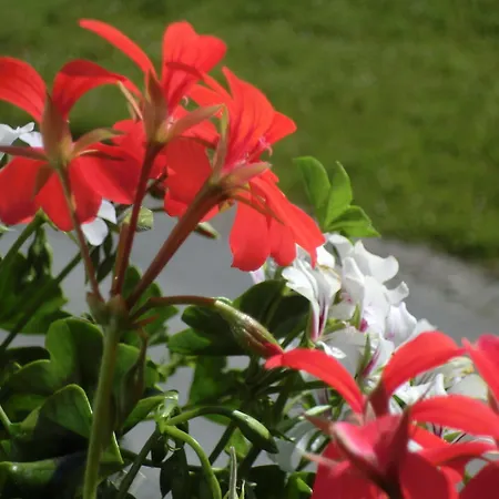 Apartment Gastehaus Braunegger *