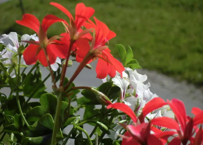 Appartamento Gaestehaus Braunegger *